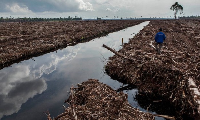 Leaked figures show spike in palm oil use for biodiesel in Europe